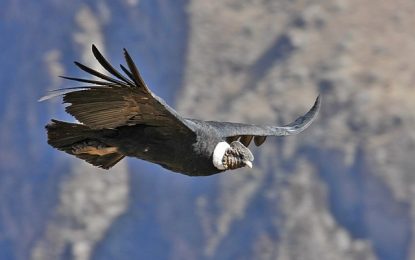 Valle y cañón del Colca